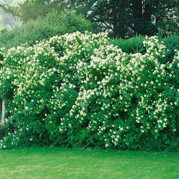 Planta Smultronschersmin Omnia Garden 20-30cm