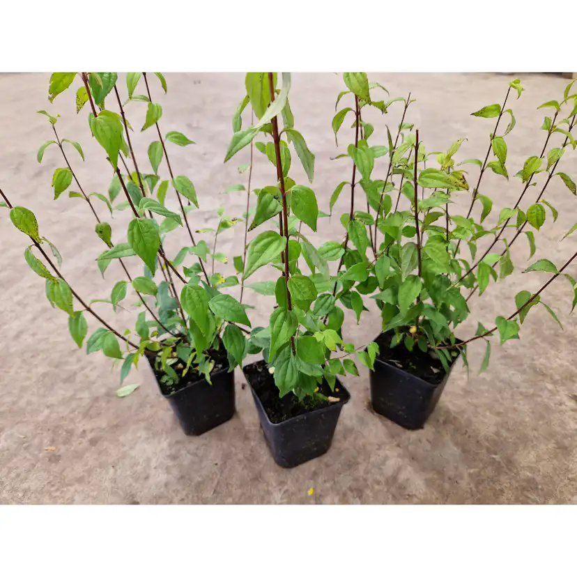 Planta Smultronschersmin Omnia Garden 20-30cm