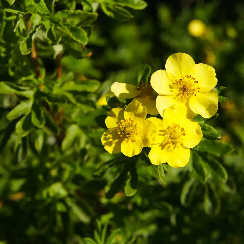 Planta Ölandstok Omnia Garden 30-50cm Krukodlade