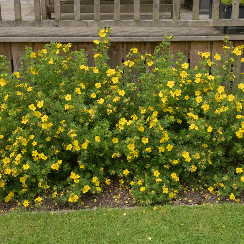 Planta Ölandstok Omnia Garden 30-50cm Krukodlade