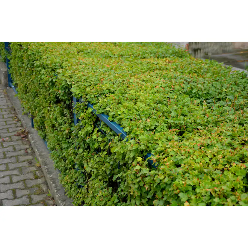 Planta Måbär Omnia Garden 20-40cm Krukodlade