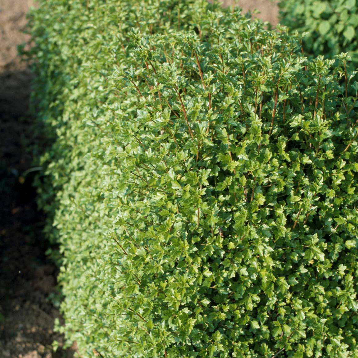 Planta Måbär Omnia Garden 20-40cm Krukodlade