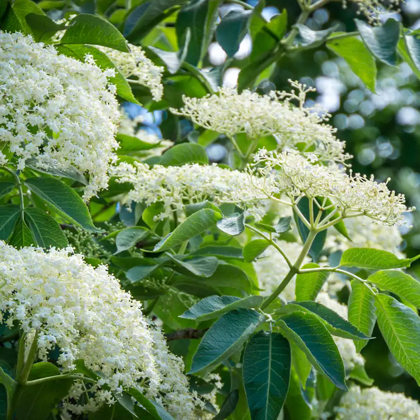 Planta Omnia Garden Fläder Bålsta 20-40cm