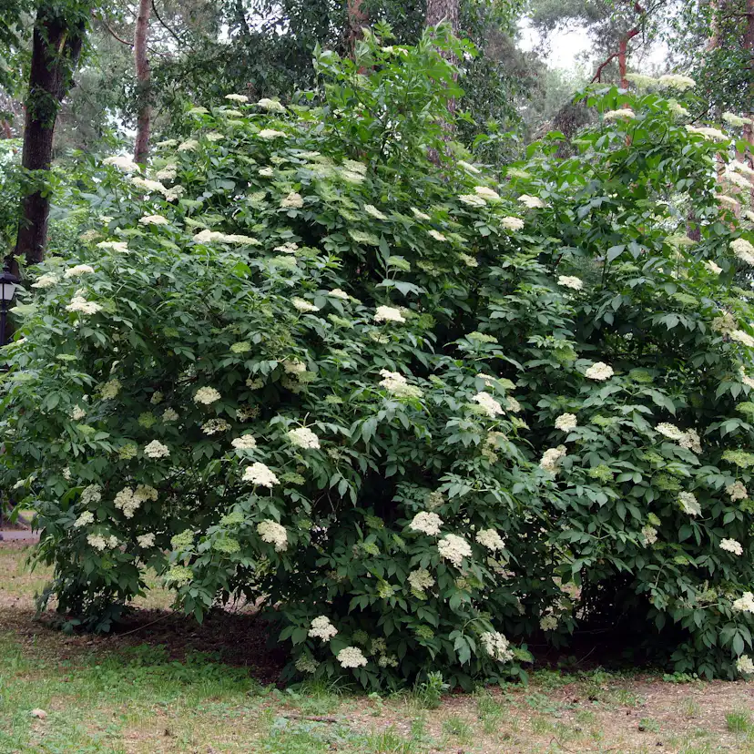 Planta Omnia Garden Fläder Bålsta 20-40cm