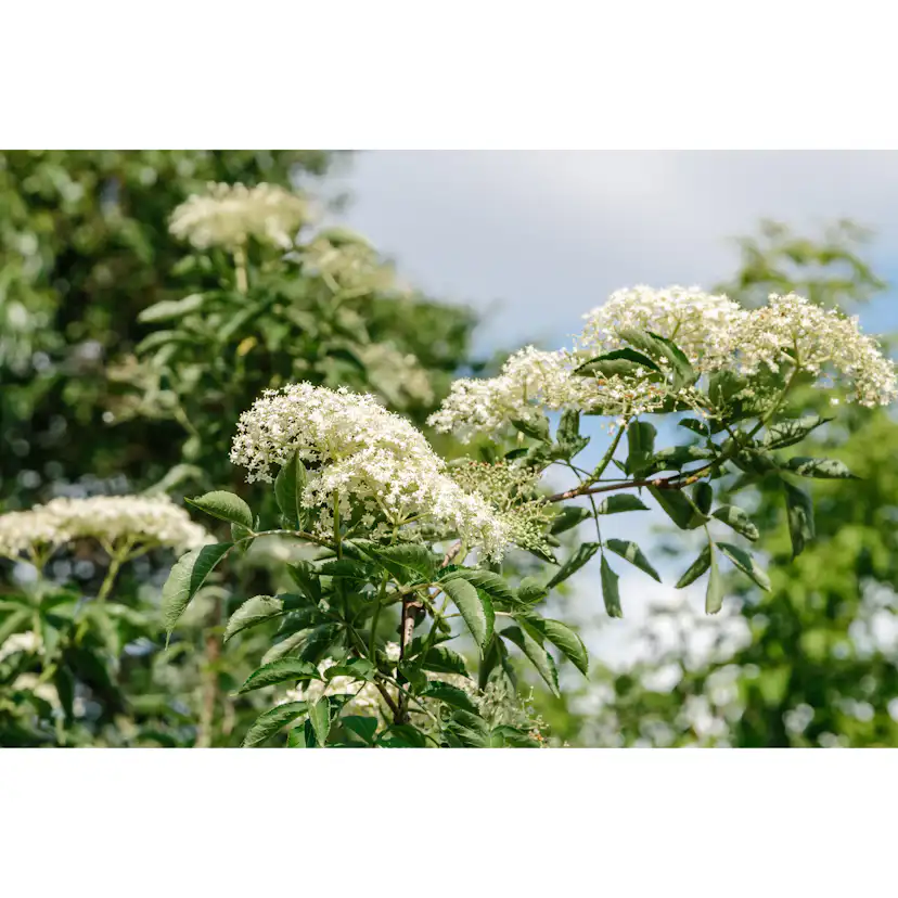 Planta Omnia Garden Fläder Bålsta 20-40cm