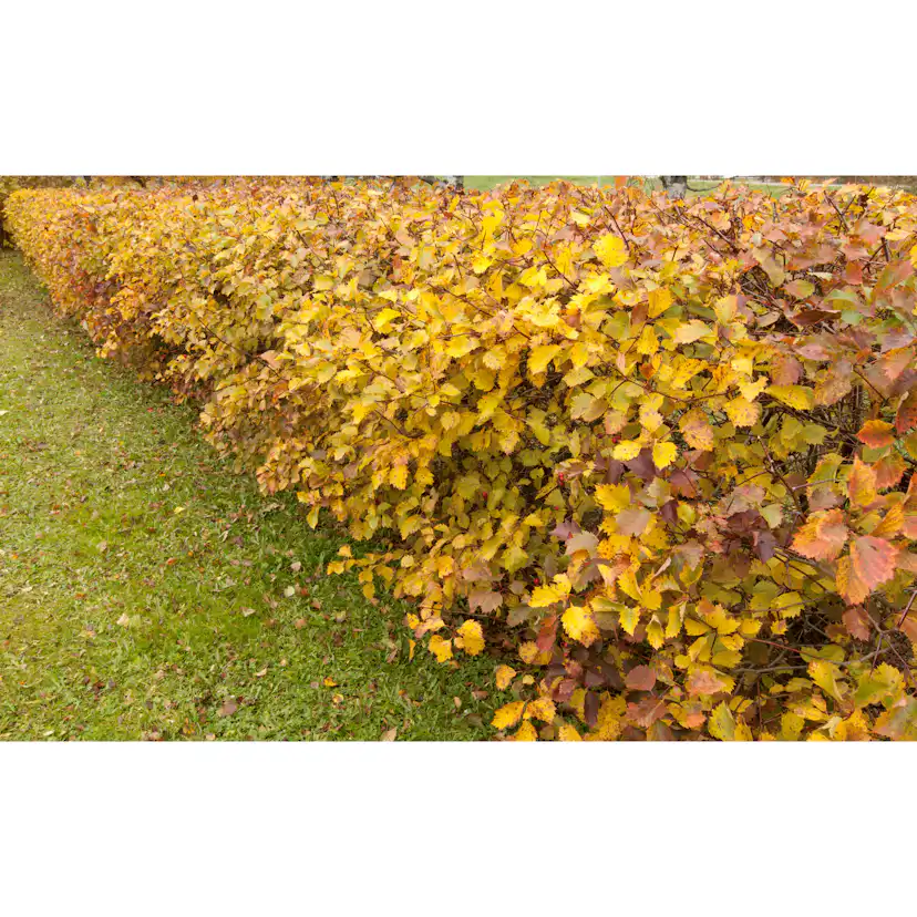 Planta Oxel Omnia Garden 30-50cm Krukodlade