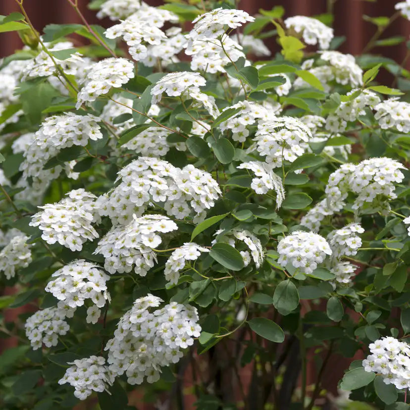 Planta Bukettspirea Omnia Garden 30-50cm Krukodlade