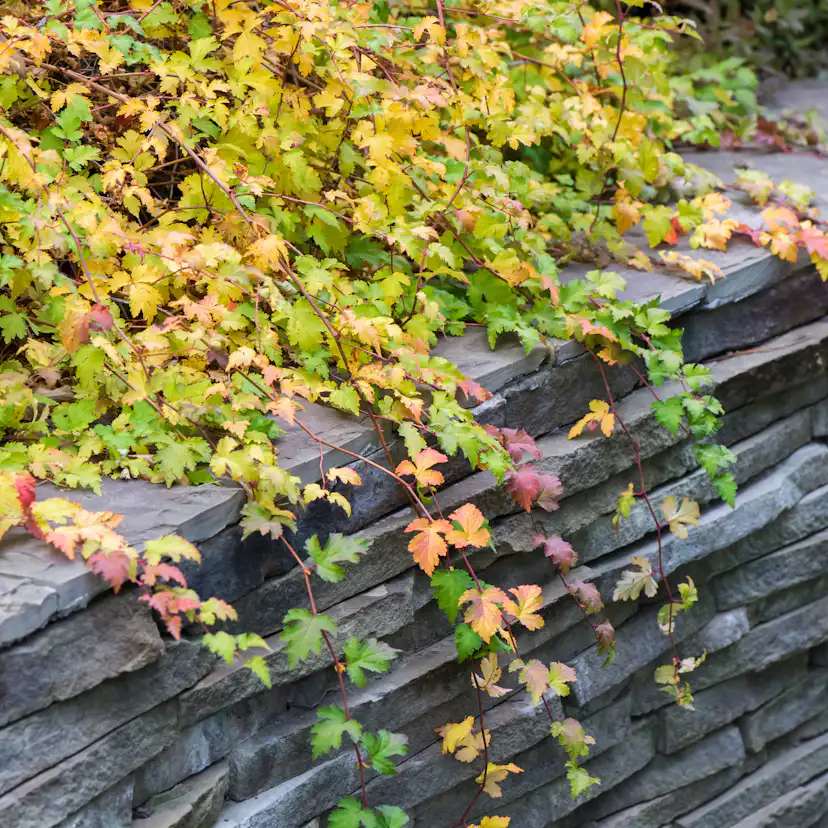 Marktäckare Omnia Garden Liten Stefanandra Krukodlad