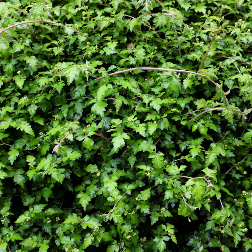 Marktäckare Omnia Garden Liten Stefanandra Krukodlad