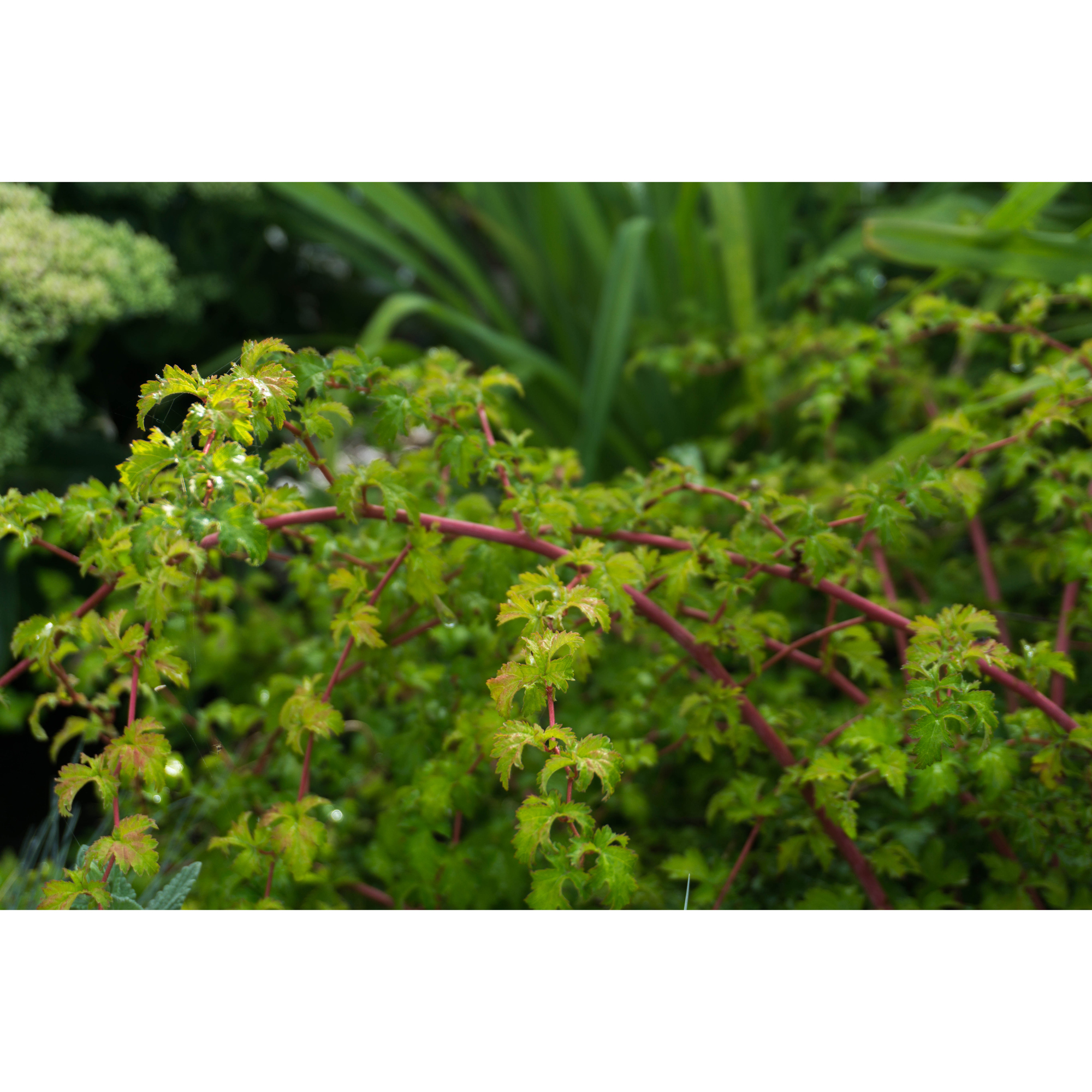 Marktäckare Omnia Garden Liten Stefanandra Krukodlad