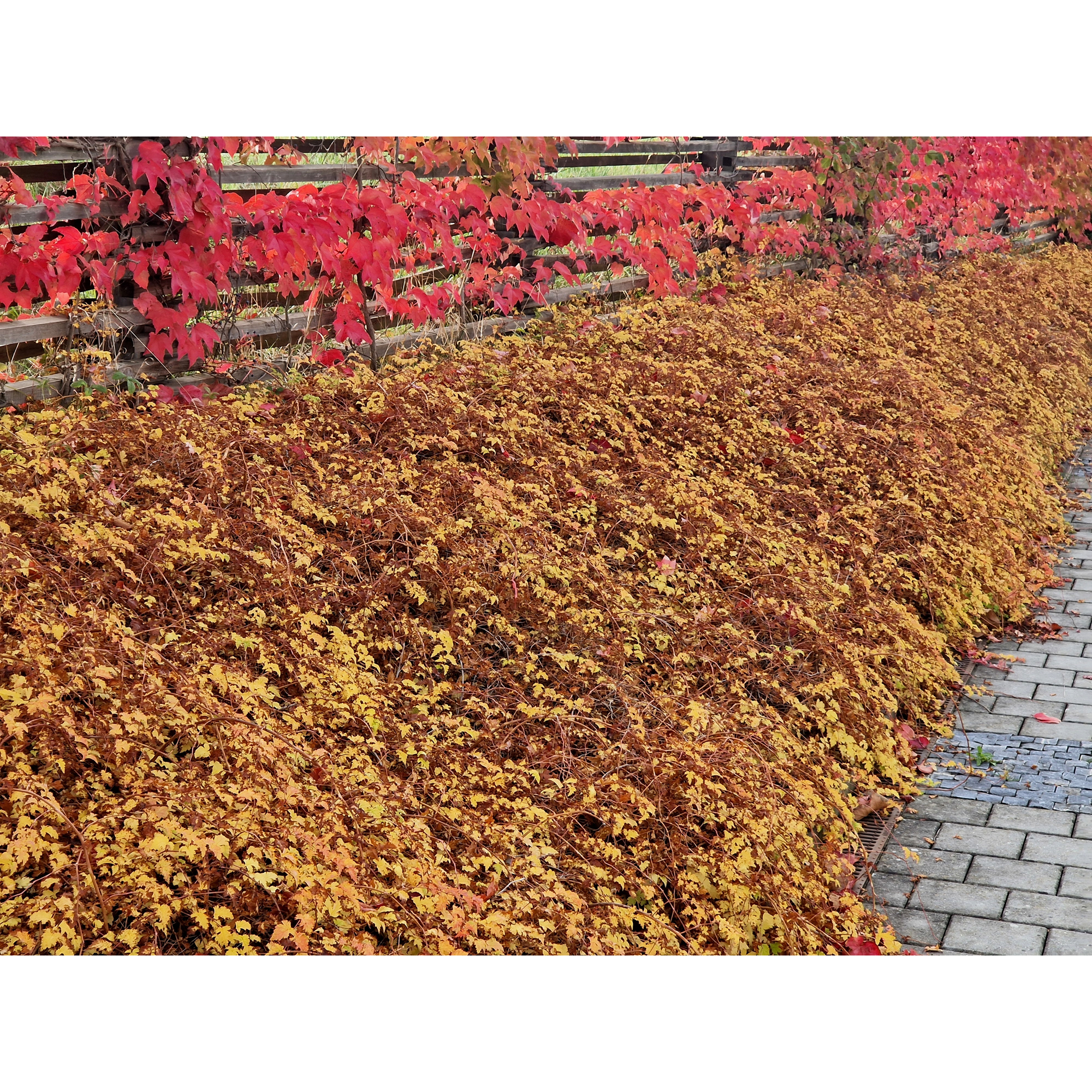 Marktäckare Omnia Garden Liten Stefanandra Krukodlad