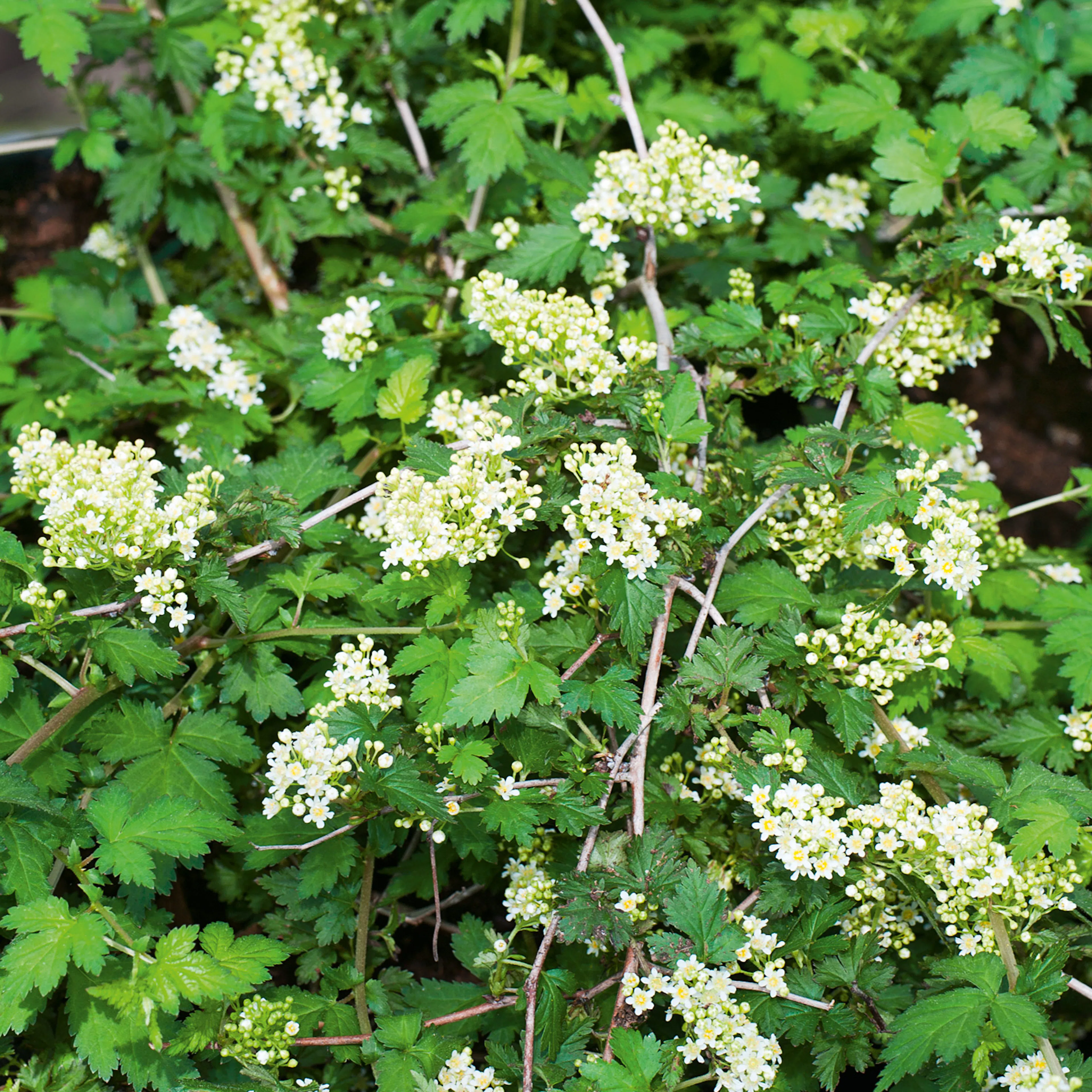 Marktäckare Omnia Garden Liten Stefanandra Krukodlad