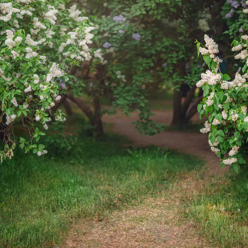 Planta Vit Syrén Omnia Garden 20-40 cm, Krukodlade