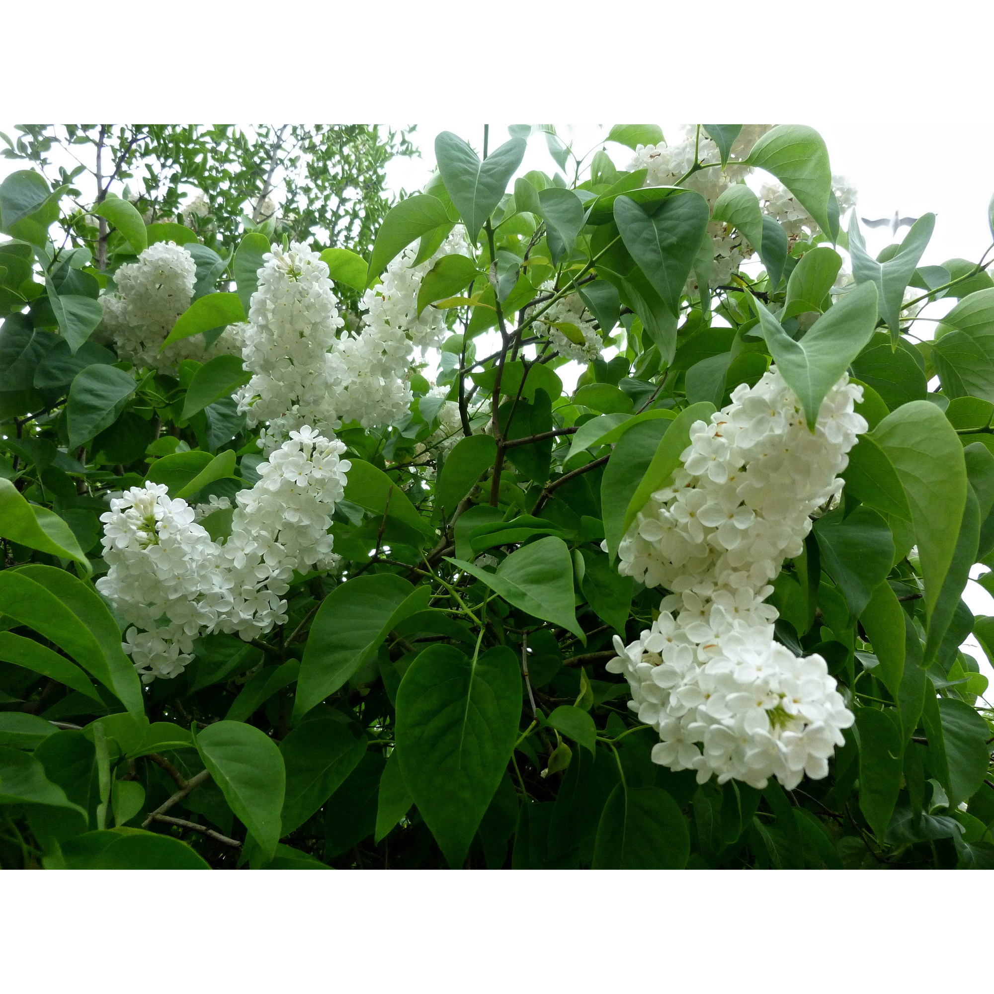 Planta Vit Syrén Omnia Garden 20-40 cm, Krukodlade