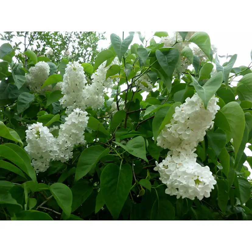 Planta Vit Syrén Omnia Garden 20-40 cm, Krukodlade