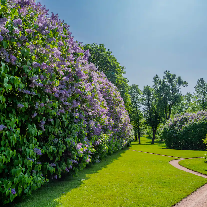 Planta Vanlig Syrén Omnia Garden 20-40cm Krukodlade