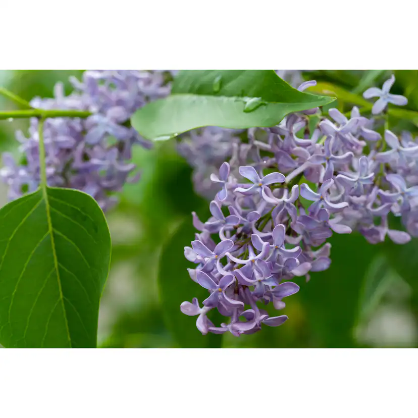 Planta Vanlig Syrén Omnia Garden 20-40cm Krukodlade