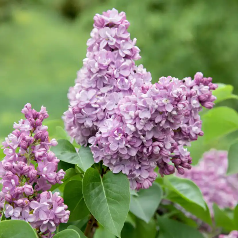 Planta Vanlig Syrén Omnia Garden 20-40cm Krukodlade