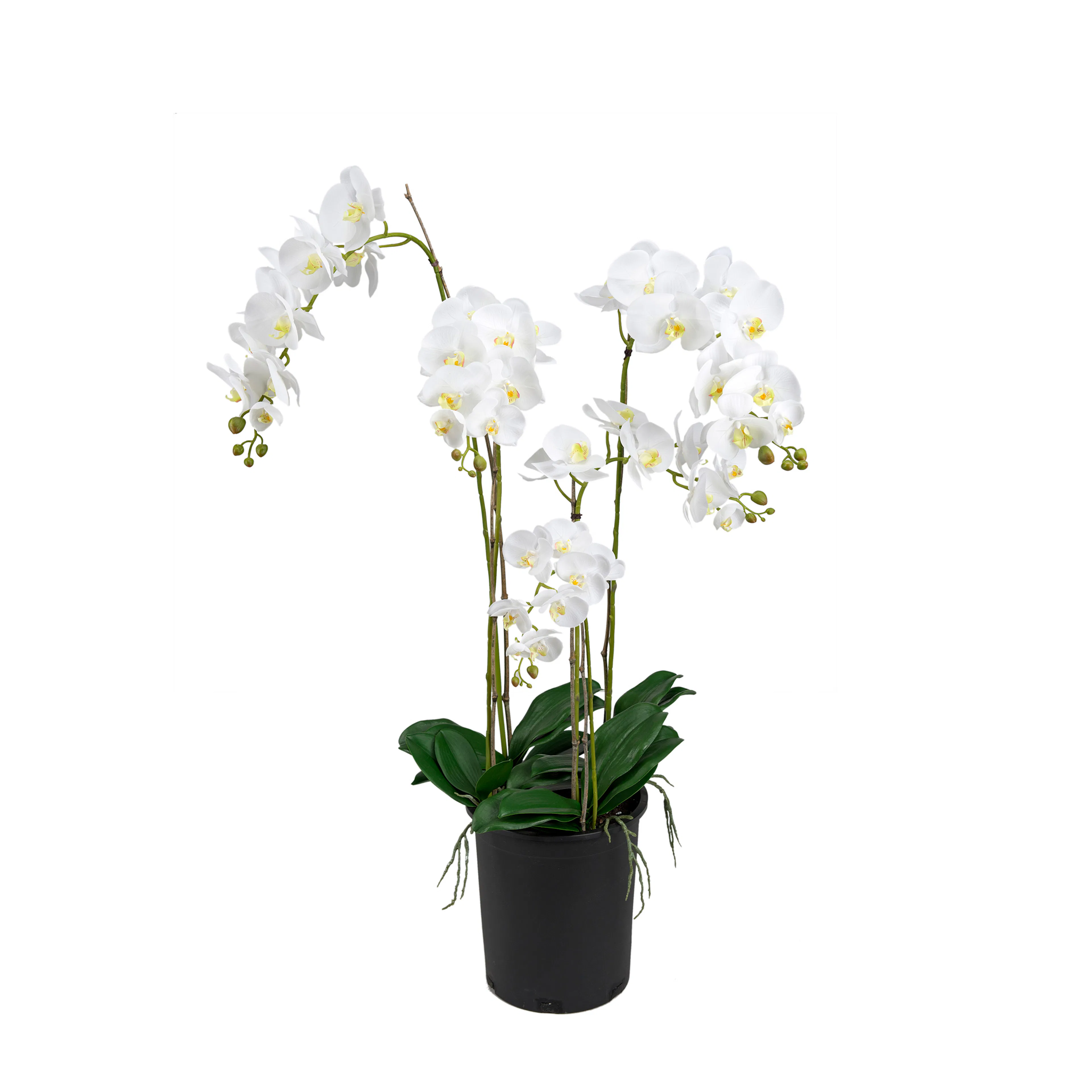 Konstväxt Mr Plant Phalaenopsis 130