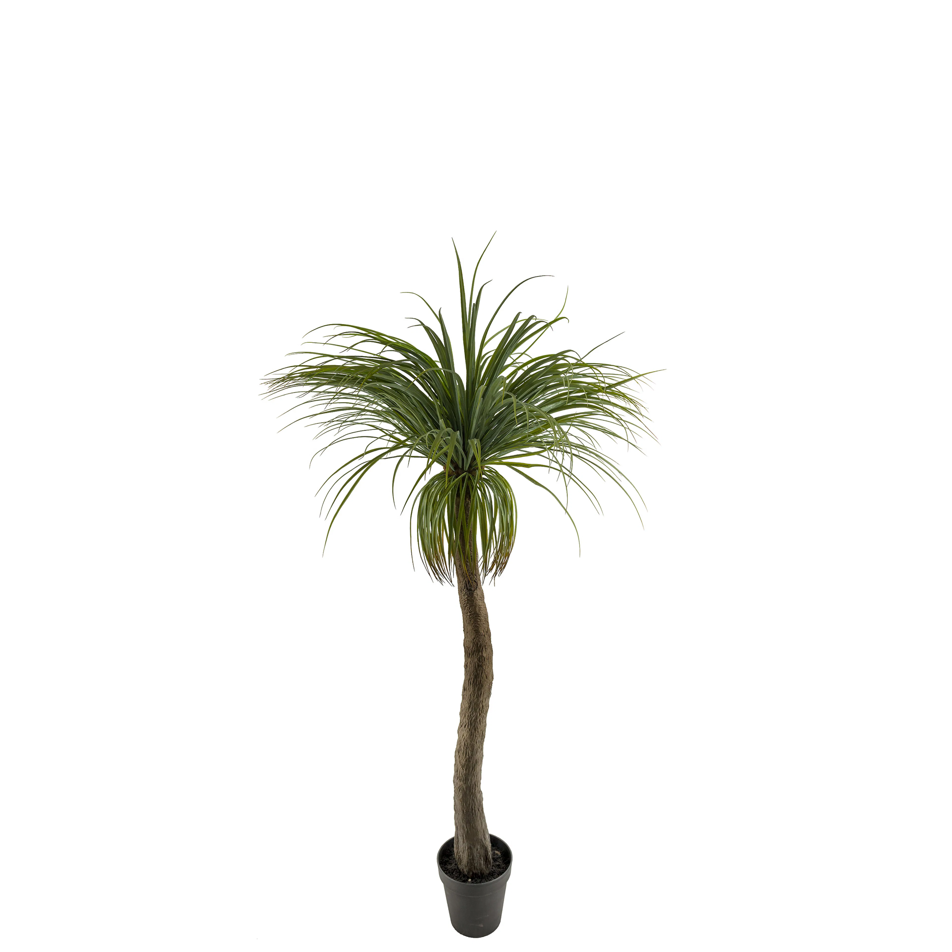 Konstväxt Mr Plant Flasklilja