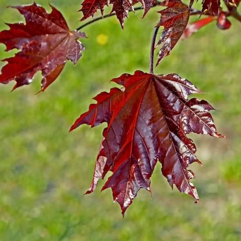 Prydnadsträd Skogslönn Omnia Garden Crimson Sentry