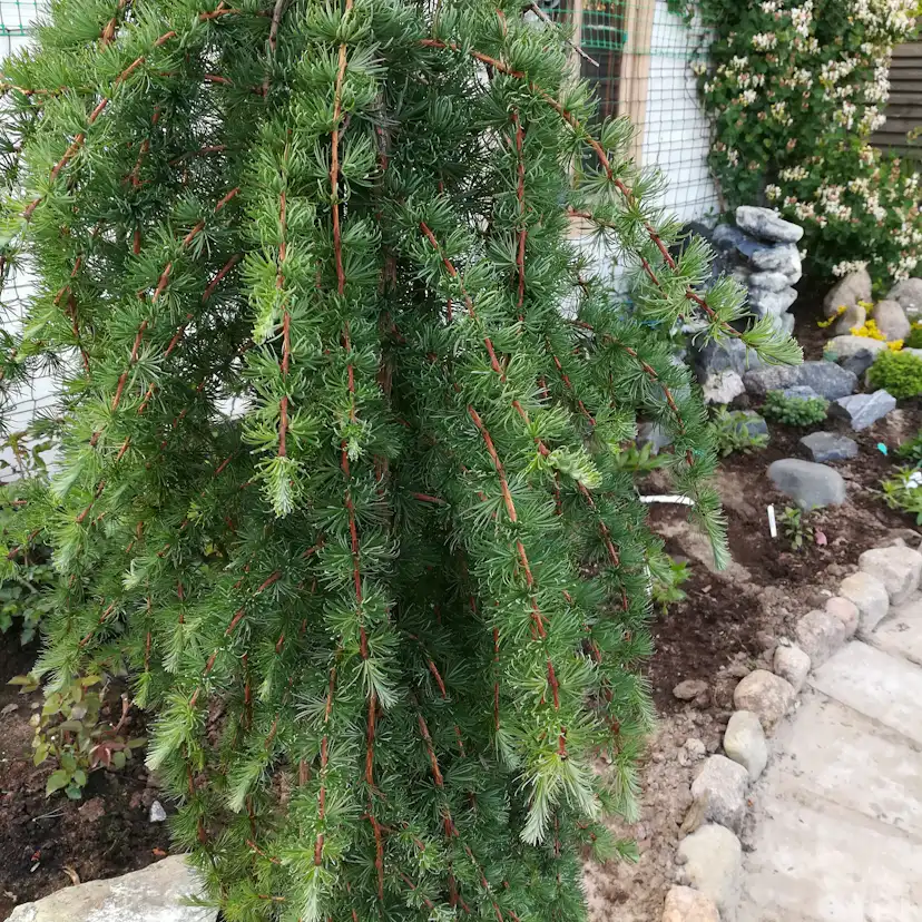 Prydnadsträd Omnia Garden Japansk Lärk Stiff Weeper Prydnadsträd, Höjd 1,5-2 m