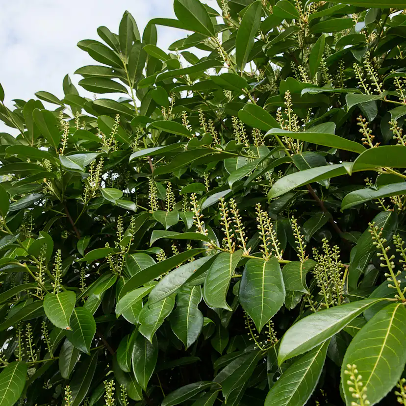 Prydnadsträd Omnia Garden Lagerhägg 'Mano' 80-100 cm - Vintergrönt & Doftande Blommor