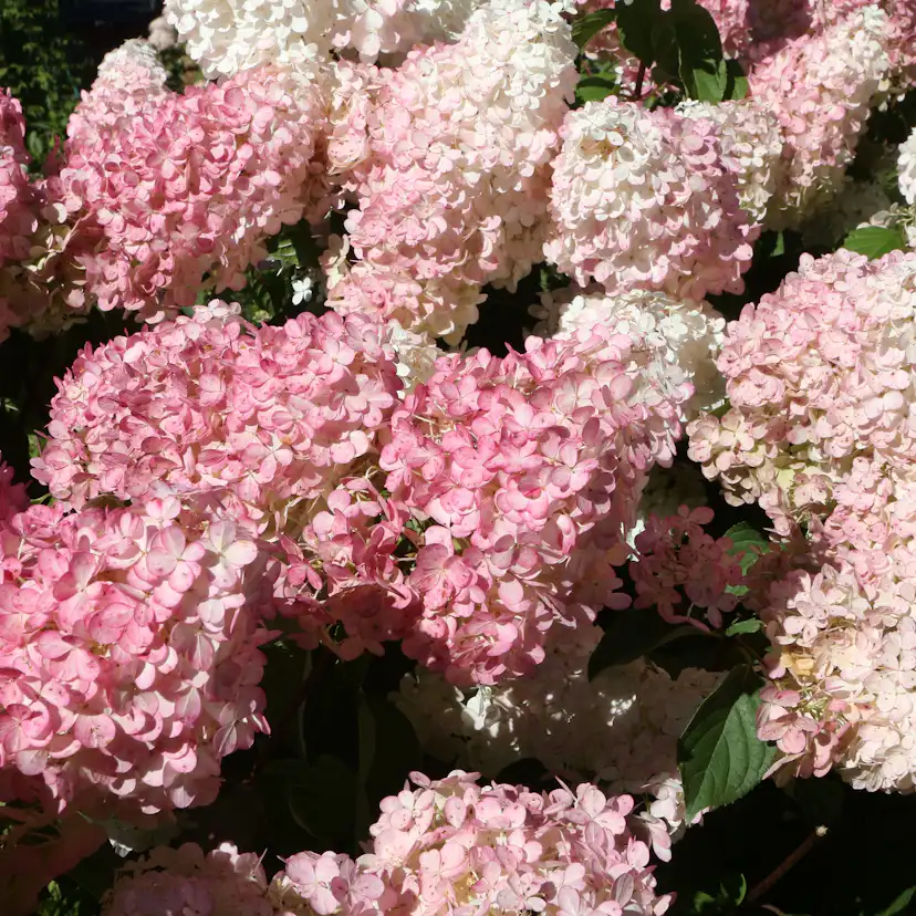 Prydnadsbuske Omnia Garden Hortensia Vanille Fraise Vipphortensia