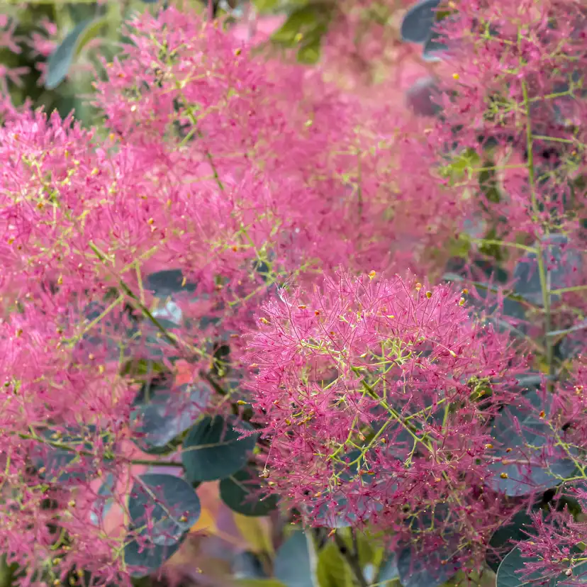 Rödbladig Perukbuske Omnia Garden Royal Purple