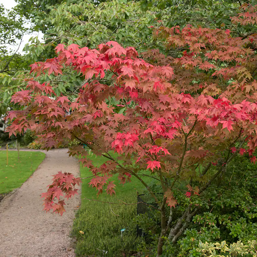 Solitär Buske Omnia Garden Prydnadsbuske Japansk Lönn Osakazuki