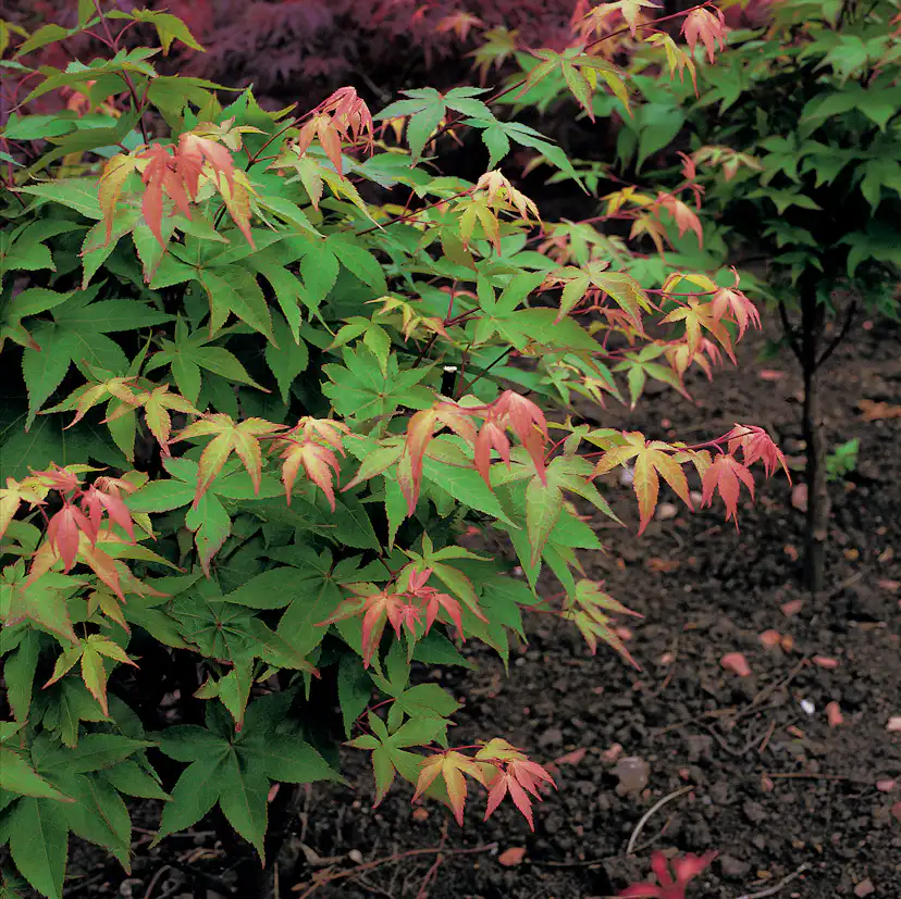Solitär Buske Omnia Garden Prydnadsbuske Japansk Lönn Osakazuki
