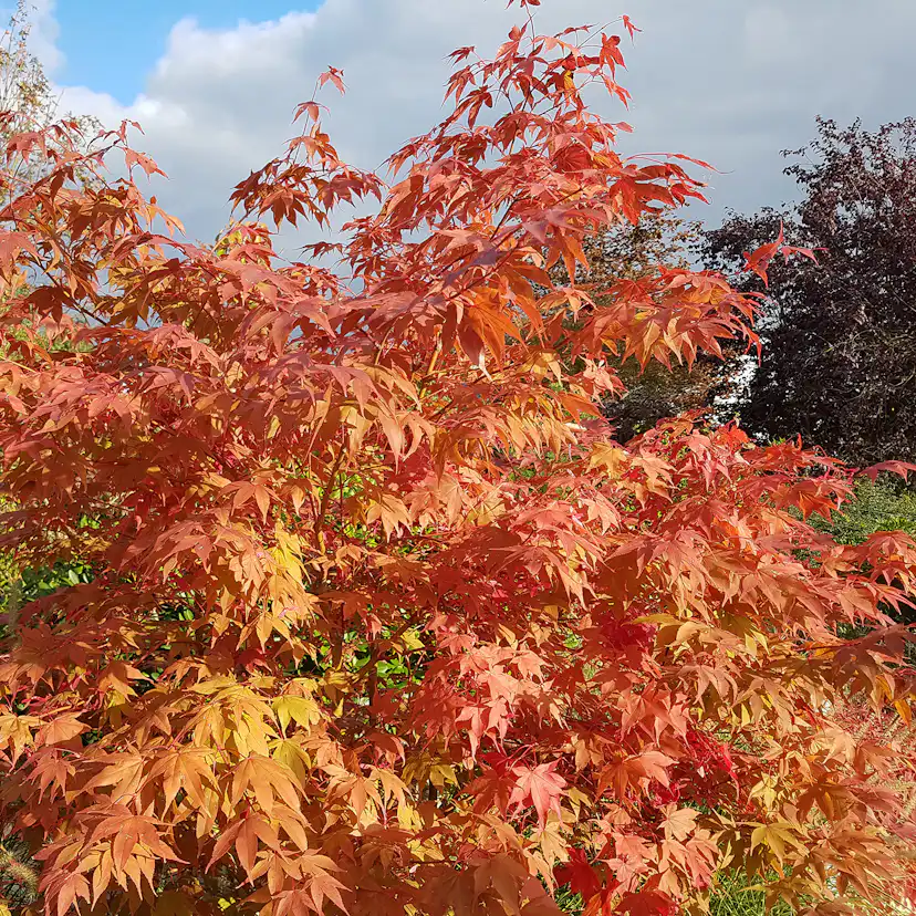 Solitär Buske Omnia Garden Prydnadsbuske Japansk Lönn Osakazuki
