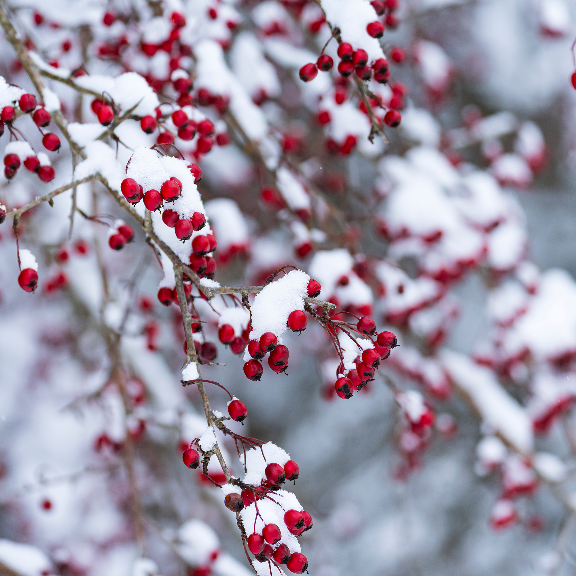 Häck Omnia Garden Trubbhagtorn