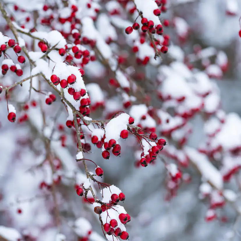 Häck Omnia Garden Trubbhagtorn