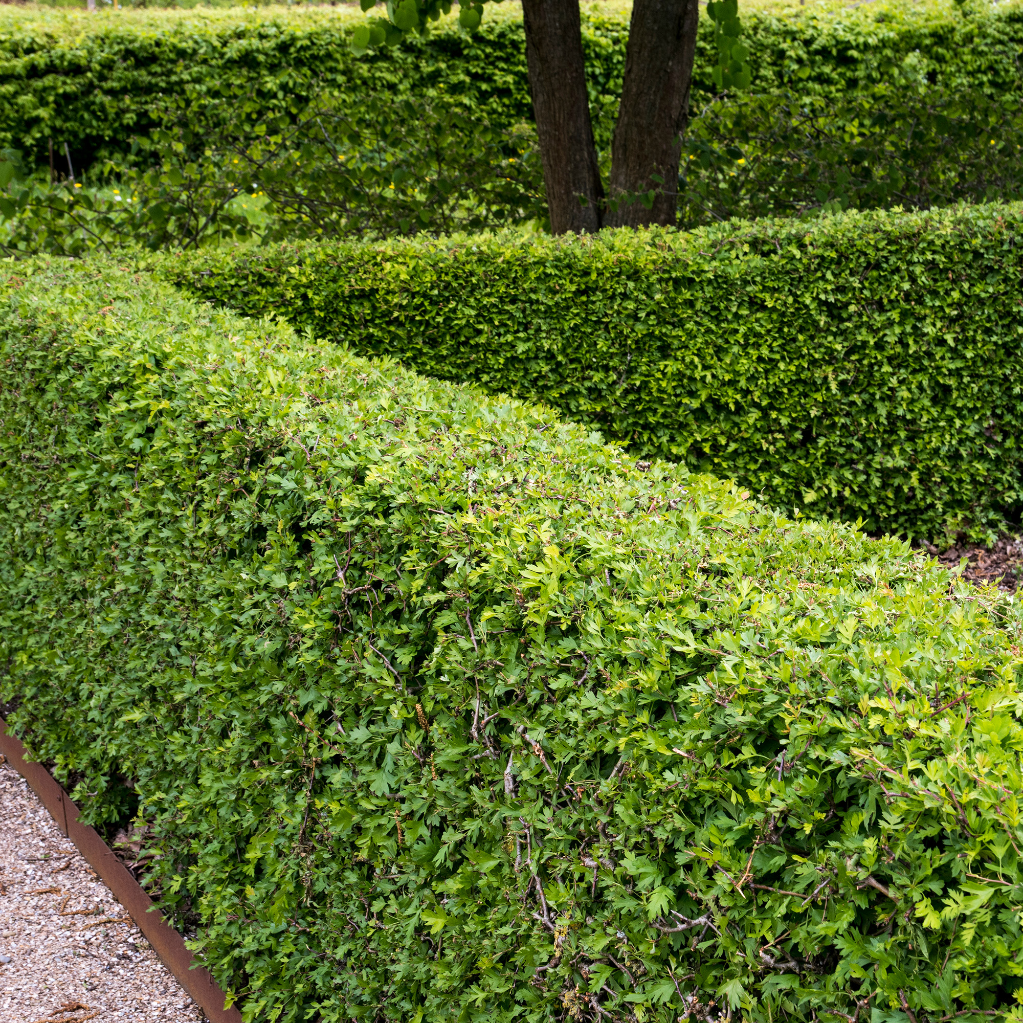 Häck Omnia Garden Trubbhagtorn