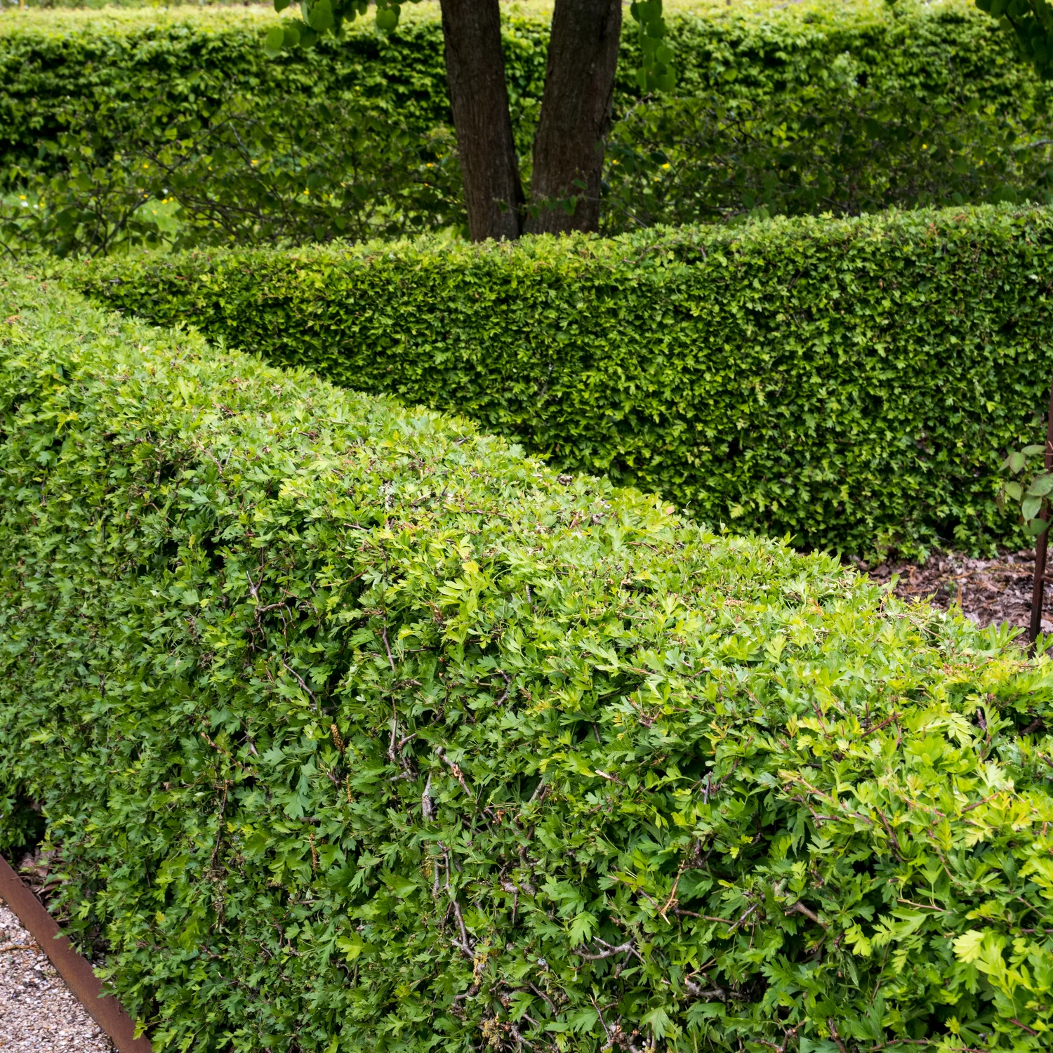 Häck Omnia Garden Trubbhagtorn