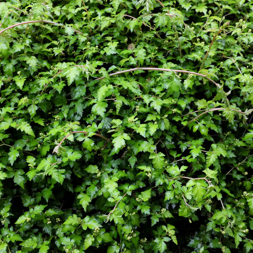 Buske Omnia Garden Stefanandra Liten