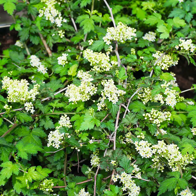 Buske Omnia Garden Stefanandra Liten