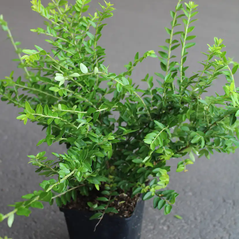 Prydnadsbuske Omnia Garden Myrtentry