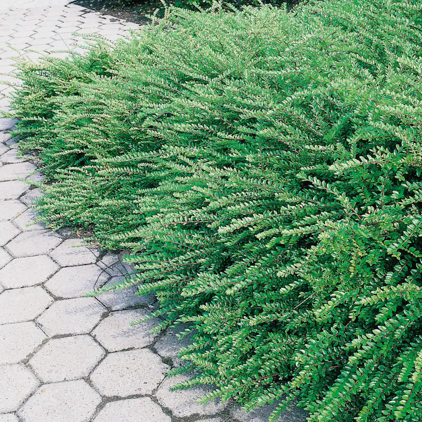 Prydnadsbuske Omnia Garden Myrtentry