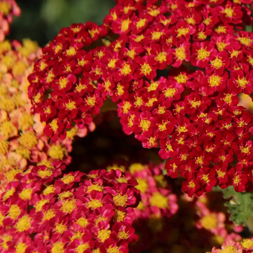 Planta Röllika Omnia Garden Paprika