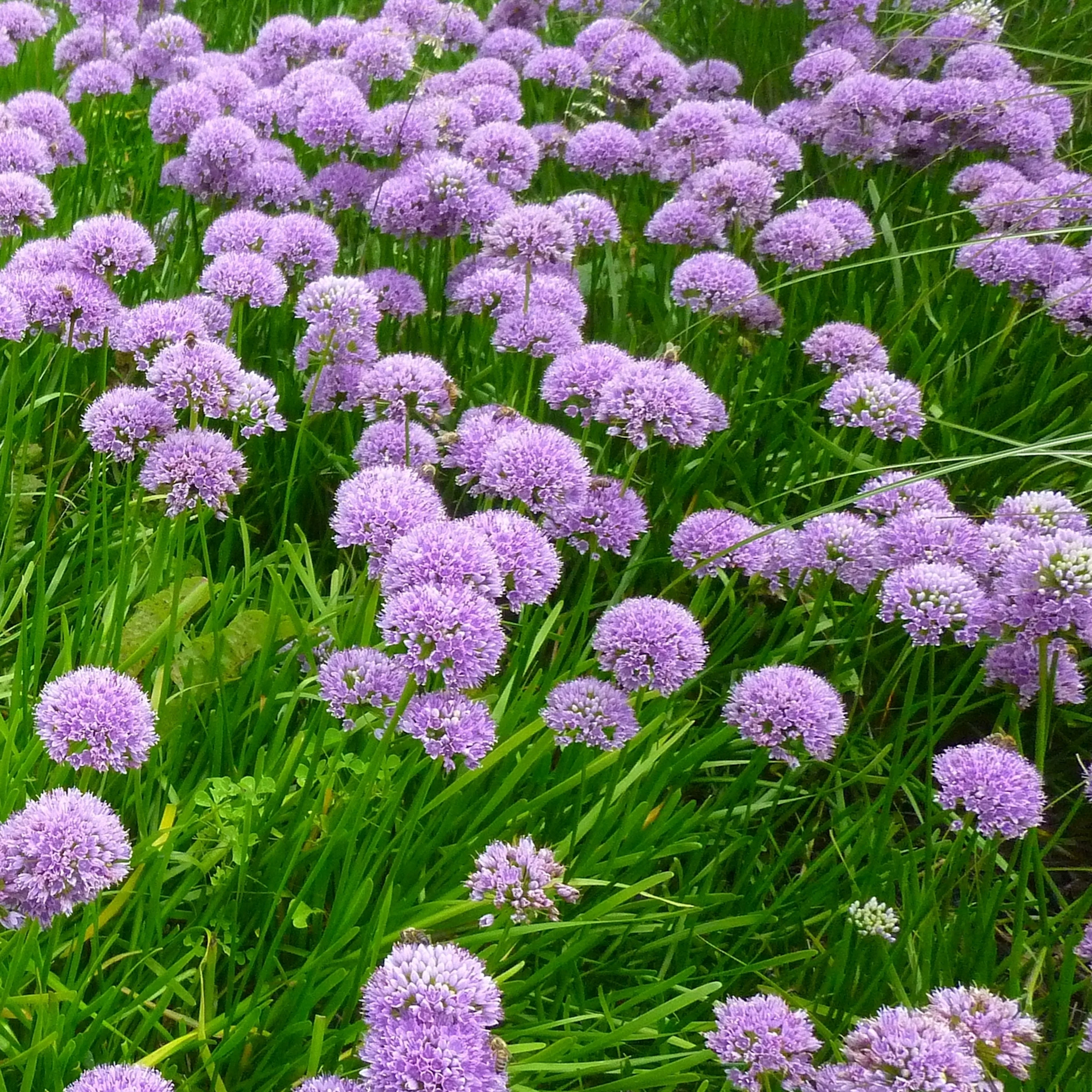Planta Trädgårdskantlök Omnia Garden Millinium
