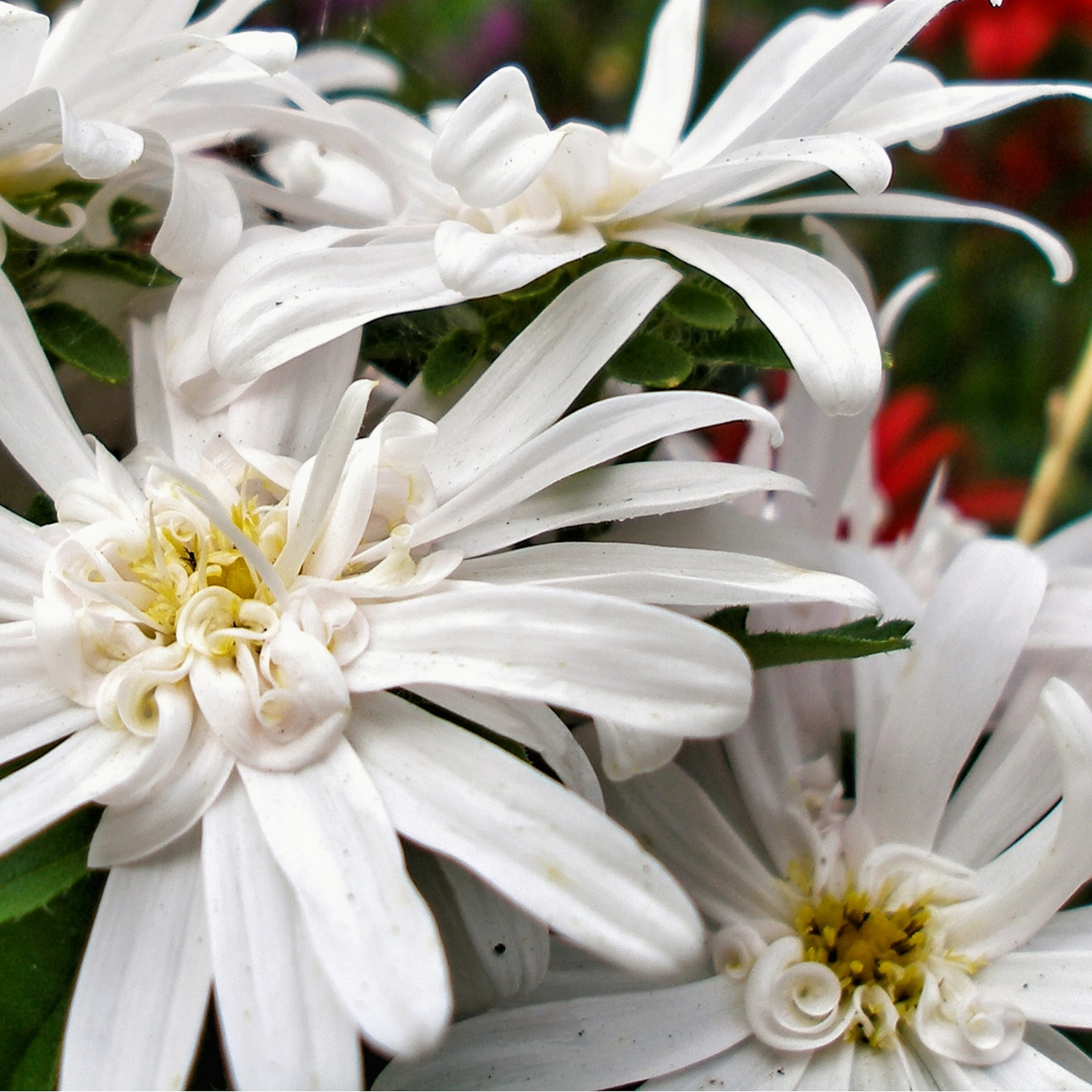 Planta Skogsaster Omnia Garden Vit