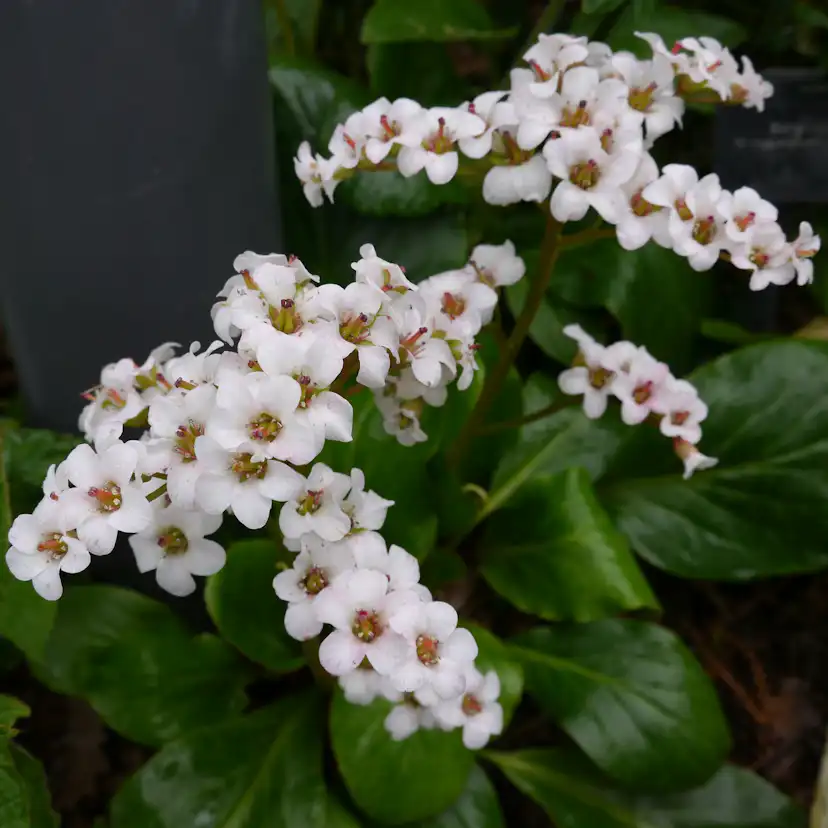 Planta Hjärtbergenia Omnia Garden Bessingham White