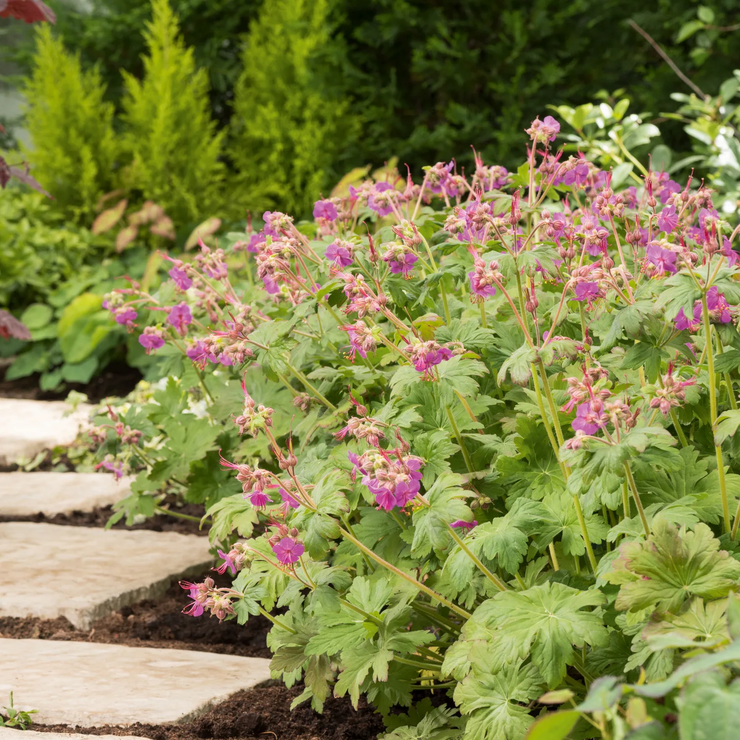 Marktäckare Flocknäva Omnia Garden Ingwersens Variety