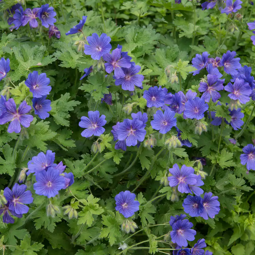 Marktäckare Kungsnäva Omnia Garden