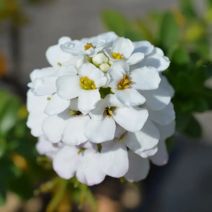 Marktäckare Vinteriberis Omnia Garden Schneeflocke