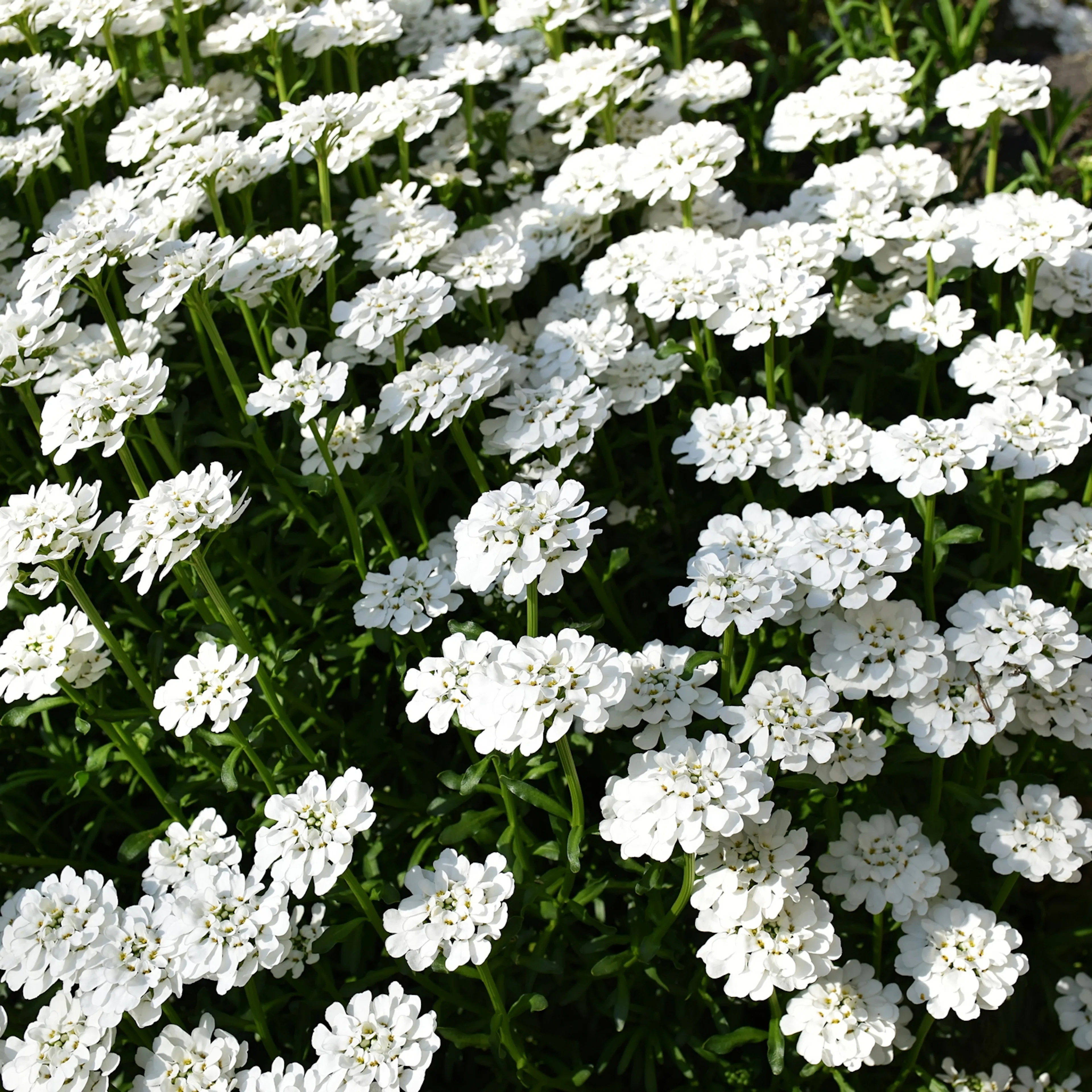 Marktäckare Vinteriberis Omnia Garden Schneeflocke