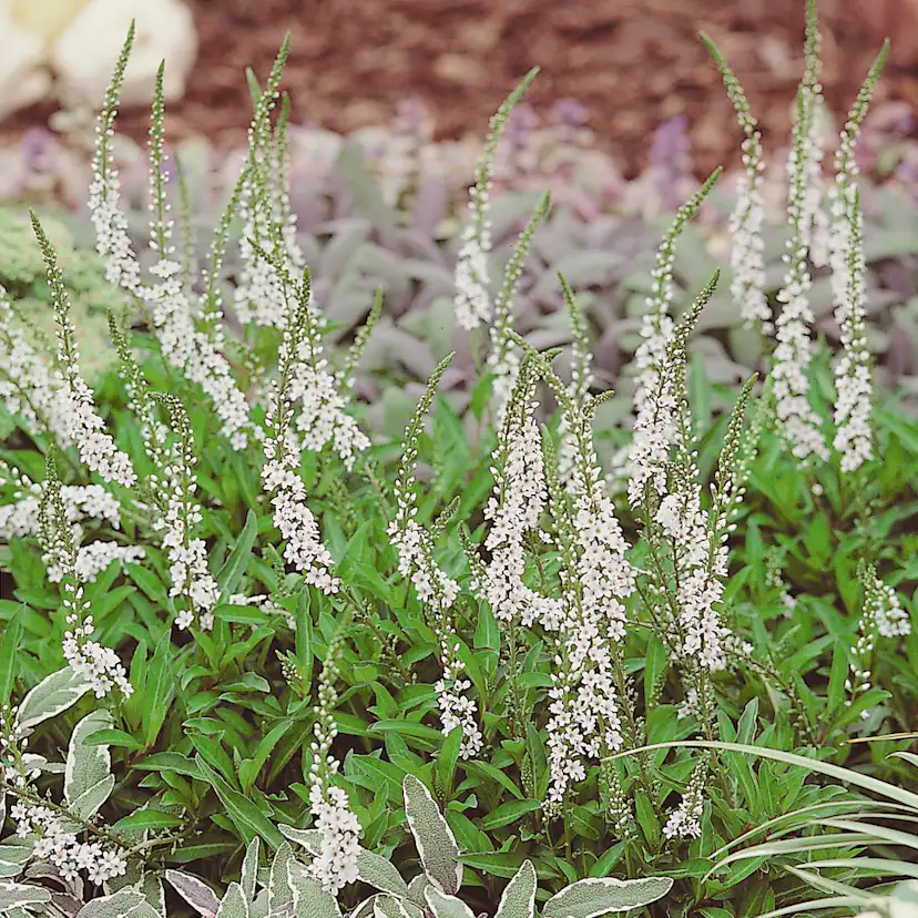 Planta Bäcklysing Omnia Garden Autumn Snow