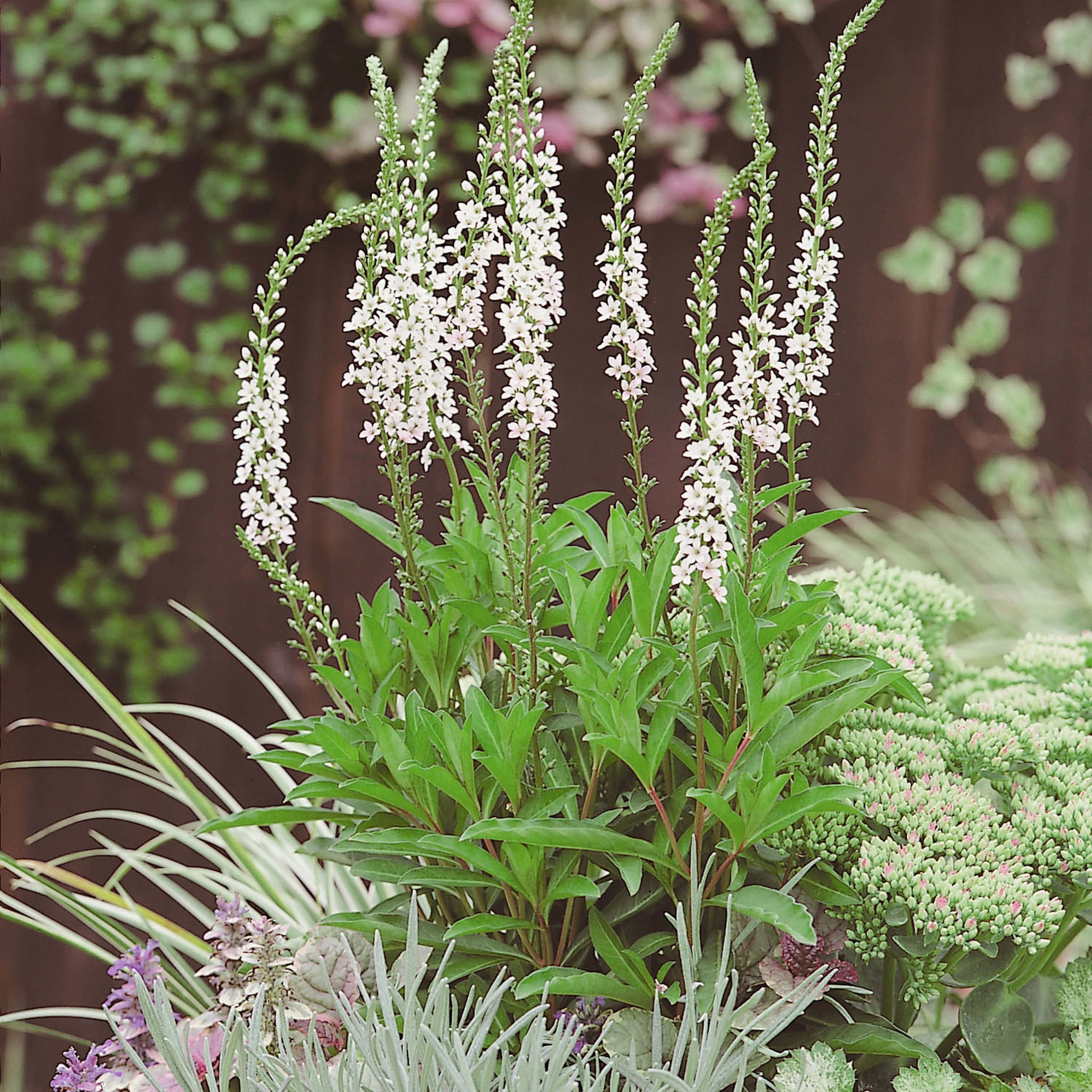 Planta Bäcklysing Omnia Garden Autumn Snow
